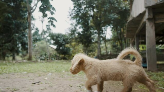 Little Dog Walking Around The Yard Of The House In Rural Village In Ecuador - tracking shot