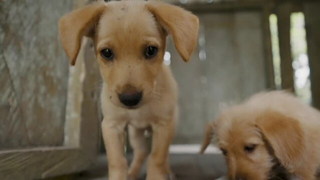 Cute Pet Puppies Owned By Local Villagers In Ecuador. Close Up