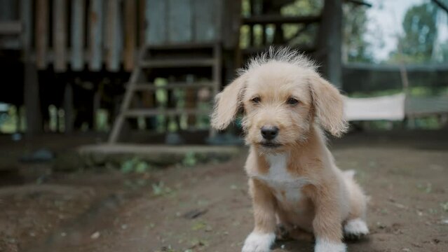 Poodle Puppy Sitting On The Ground Near A House In Rural Village Of Ecuador - close up