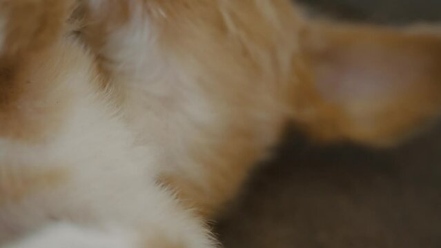 Close Up Of Cute Playful Puppy From A Local Family In Ecuador 