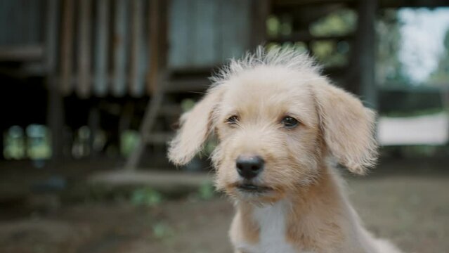 Small Puppy Sitting On The Ground From A Local Village In Ecuador - close up