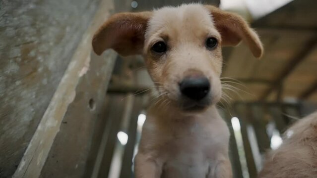 Cute Little Puppy Looking At The Camera - close up