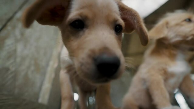 Little Puppies In A Rural Village In Ecuador - close up