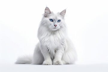 A white cat with blue eyes sitting on a white background, created by Generative AI