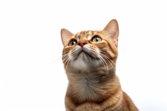 An orange tabby cat is looking up at the camera, created by Generative AI