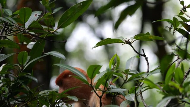 Female proboscis monkey in the wild, sitting on tree and eating mangrove leaves at Tarakan, Indonesia. Proboscis monkey foraging at mangrove forest. Wild nature stock footage.