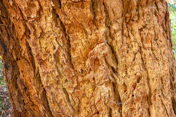 Tree bark detail  texture of close up view.