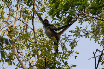 Spider monkey playing in a tree in the jungle of Tikal National Park, Guatemala
