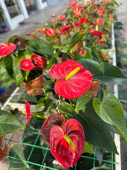 Anthurium Flowers That Bloom in Red Look Authoritative and Pamper the Charm of the Eyes Very Suitable as an ornamental flower or decoration in the Room or in the Garden