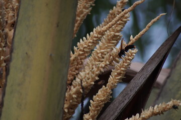 Naklejka premium Wasps collect nectar from coconut flowers