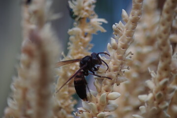 Wasps collect nectar from coconut flowers
