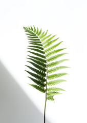 Beautiful fragile New Zealand Fern branch and fond, on a clear background, with dappled light and shadows, and bright sunshine, shot on a macro lens. The fern branch casts a shadow on the wall.