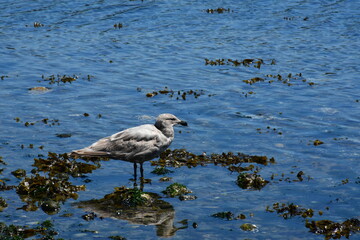 An image of a single grey sea gull strolling along on the seaweed covered shoreline.