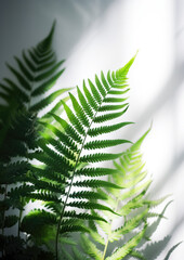 Beautiful fragile New Zealand Fern branch and fond, on a clear background, with dappled light and shadows, and bright sunshine, shot on a macro lens. The fern branch casts a shadow on the wall.