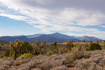 Yucca brevifolia (Joshua tree) with scenic view of vast desert landscape with mountains, trees and serene beauty in Mojave Desert near Las Vegas, Nevada, United States. Outdoor hiking in remote area