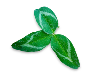 green red clover leaves isolated on white background.