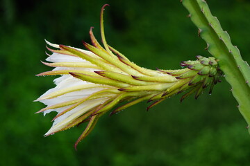 Beautiful and attractive dragon fruit flower with water drops captured just after rain.