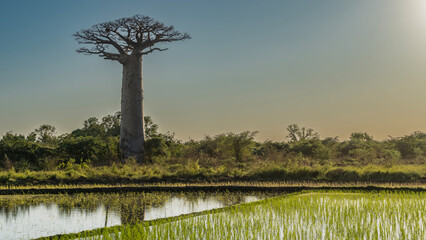 A beautiful baobab on a blue sky background. A tree with a fancy crown and a thick trunk grows next...