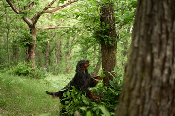 Naklejka na ściany i meble Black dog in the forest, greenery. Gordon setter outdoors in summer. Walking with a pet