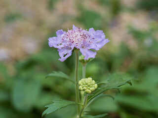 Fototapeta premium 薄紫のエゾマツムシソウ