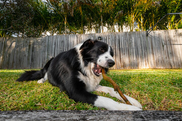 Cute Border Collie puppy chewing a stick