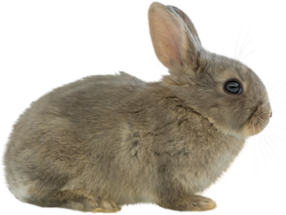Digital png photo of grey rabbit on transparent background