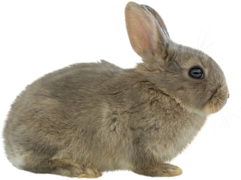 Digital png photo of grey rabbit on transparent background