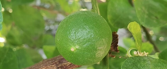 a photography of a green fruit hanging from a tree branch, lemons hanging from a tree branch with...