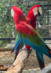 a photography of two parrots sitting on a branch in a cage, macaws sitting on a branch in a caged...