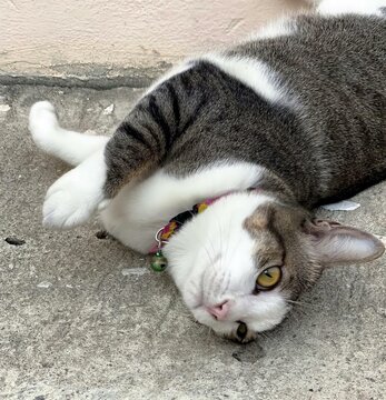 a photography of a cat laying on the ground with its head on the ground.