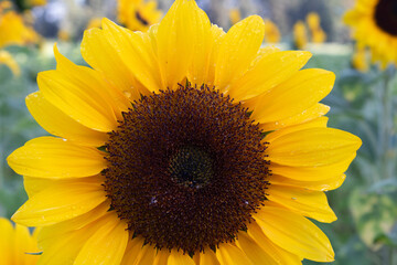 Fototapete bei efototapeten.de bestellen   