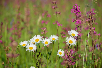 Obraz na płótnie Canvas White daisies and pink herbs blossomed in the meadow. Ivan tea blooms among the forest on a sunny day in June.beautiful wildflowers background. summer nature.