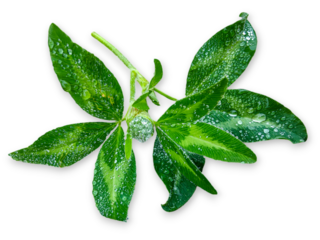 green Clover leaves covered in dewdrops isolated on white background.