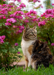 Naklejka na ściany i meble A cute homemade tricolor cat sits on the path under a bush of blooming roses on her yard. Beauty in nature, pet care, human next to animals