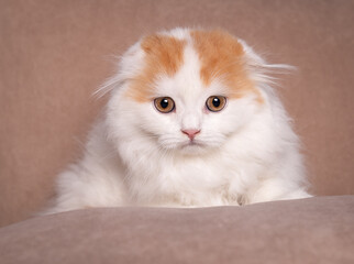 British fold kitten.
Little purebred kitten.
Beautiful british longhair cat.
Incredibly beautiful kitten