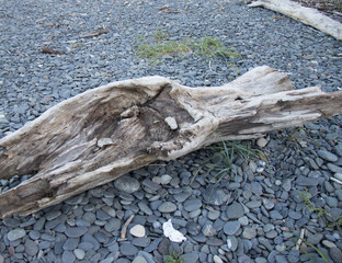 driftwood on rocky beach