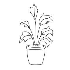 Houseplant in doodle style isolated on white background. Outline houseplant hand draw vector illustration.