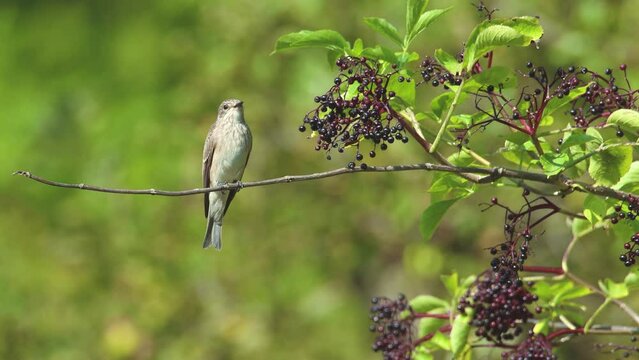 Spotted flycatcher (Muscicapa striata) bird perched on a thin elder tree branch preparing to collect and eat elderberries