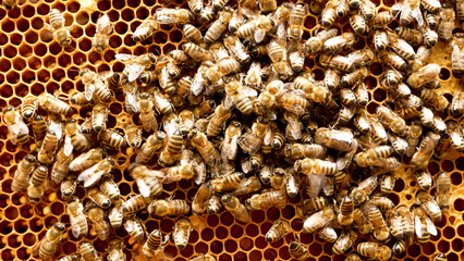 Many bees crawl on the golden honey frame in the hive, processing flower nectar. Honey production. The life of the apiary in the summer.