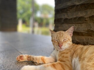 cat on the floor, sleeping