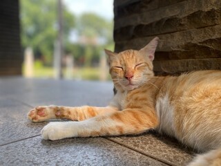 cat on the floor, sleeping