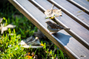 Art, historic buildings and colors of the Slovenian capital. Ljubljana.