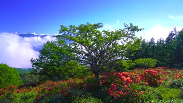 長野県　鉢伏山のレンゲツツジと雲海