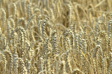 golden natural wheat field