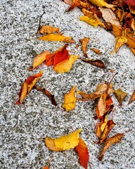 Beautiful autumn leaves in Korea