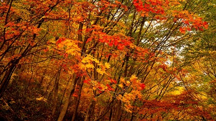 Beautiful autumn valley scenery in Korea