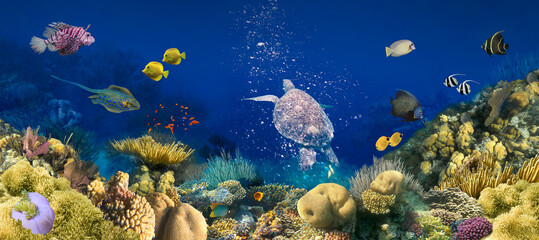 Beautifiul underwater colorful coral reef at Caribbean Sea at Honeymoon Beach on St. Thomas,Roatan...