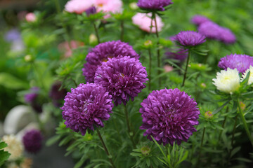 flowers in the garden