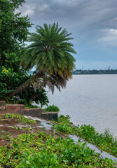 trees on the shore of the river