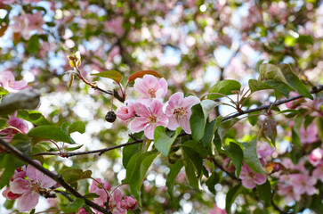 Blossoming red flowers and leaves of the paradise apple trees. Flowering apple tree. Fresh spring background on nature outdoors. For easter and spring greeting cards